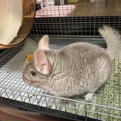 チンチラ