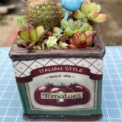 多肉寄せ植え トマト柄