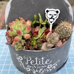 多肉寄せ植え ブリキ缶 グレー