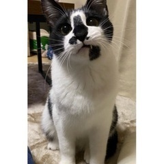 トライアル中の為一時休止します。　金ちゃん♂