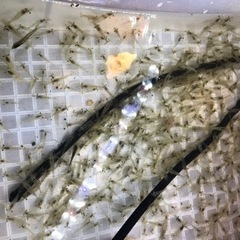 シラサエビ　スジエビ　釣り　釣りエサ　熱帯魚　餌