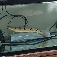 90cmスリム水槽、古代魚の画像