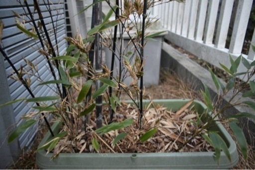 [期間限定]黒竹大苗　超激レアです