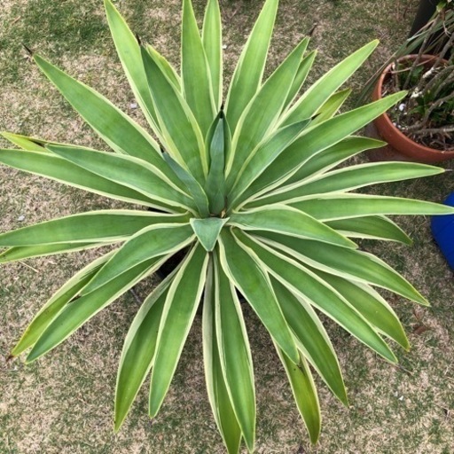 アガベ　デスメッティアナ　黄覆輪（外斑入り）