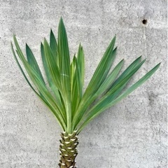 ユッカ グロリオサ 大太苗 カット苗