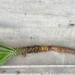 ユッカ グロリオサ 大太苗 カット苗