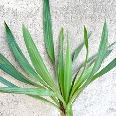 【発根確認】　ユッカ　グロリオサ　大太苗　カット苗　