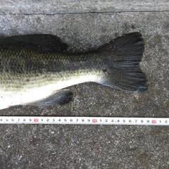 バス釣り&駆除(ノンリリース)に興味ある方🎣