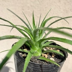 【鉢ごと】希少植物　プヤ◦セルーレア　コエルレア　実生苗 の画像