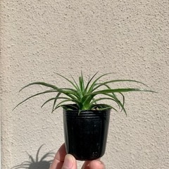 【鉢ごと】希少植物　プヤ◦セルーレア　コエルレア　実生苗 の画像