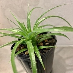 【鉢ごと】希少植物　プヤ◦セルーレア　コエルレア　実生苗 の画像
