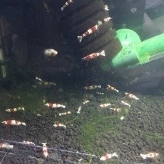 レッドビーシュリンプの画像