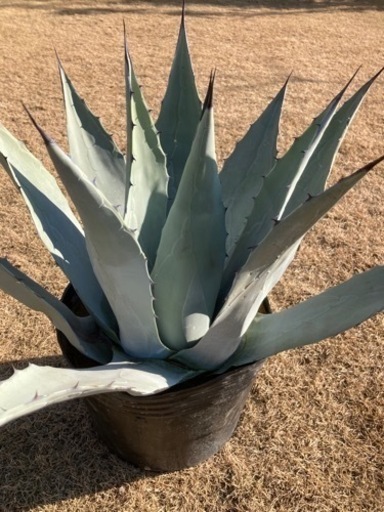 パリー　ネオメキシカーナ