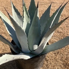 パリー ネオメキシカーナ