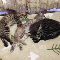 [全員里親さんが決まりました。]仔猫８匹譲ります。 - 亘理郡