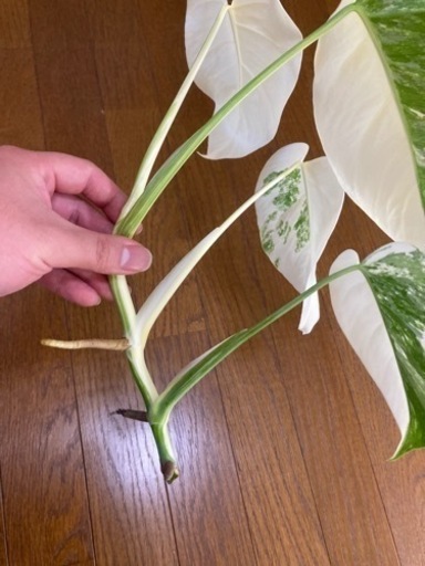 モンステラ　斑入り　ハーフタイガー