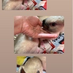 11月３日産まれの子うさぎ里親募集します。