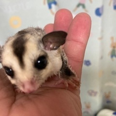 フクロモモンガベビー