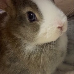 (締め切ります)うさぎ 赤ちゃん