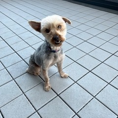 【 里親さん決まりました!! たくさんのお問合せ感謝です!! 】...