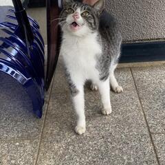 もちまるくん似の猫です - 猫