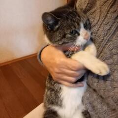 もちまるくん似の猫です - 栗原市