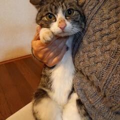 もちまるくん似の猫ですの画像