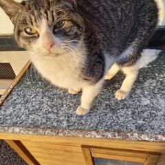 もちまるくん似の猫です − 宮城県