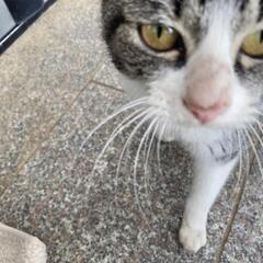 もちまるくん似の猫です - 里親募集