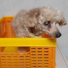 みやびちゃん、里親様決まりました