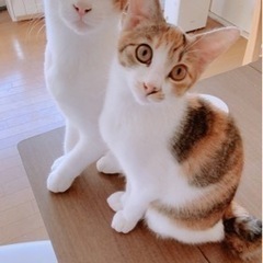 三毛猫♀ 茶白♂兄弟　推定7ヶ月