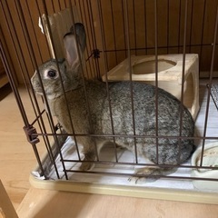 うさぎ