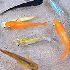 メダカ飼育