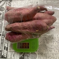 さつまいも、じゃがいも、にんじん収穫しました!!②
