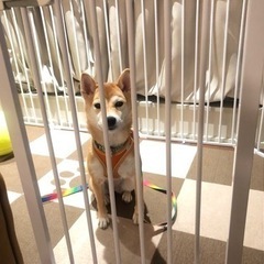 家族の原因で里親を探しています