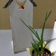 【決まりました♪】すくすく元気に育ってる多肉植物です♡の画像