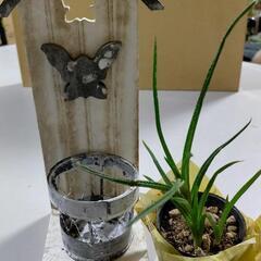 【決まりました♪】すくすく元気に育ってる多肉植物です♡の画像