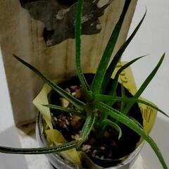 【決まりました♪】すくすく元気に育ってる多肉植物です♡の画像