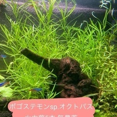 ポゴステモンsp.オクトパス（水中葉 5本）