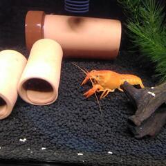 決まりました。　ザリガニ　小さめ 子供  赤の画像