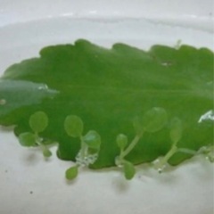 マザーリーフ（子宝草）3枚の画像