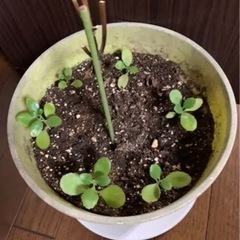 マザーリーフ（子宝草）3枚の画像