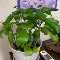 マザーリーフ（子宝草）3枚の画像