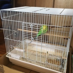 里親募集！セキセイインコ♂