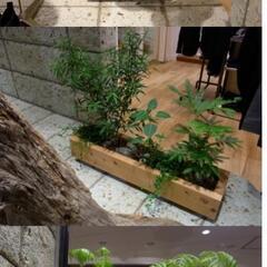 DIY ハンドメイド 木製 プランター 鉢 YARD風 多肉植物 サボテン アガベ URBAN RESEARCH アーバンリサーチの画像