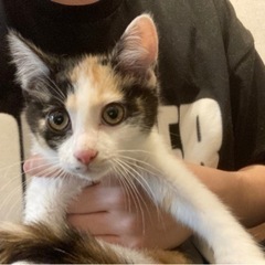 子猫の里親さん募集！