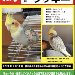 迷子の鳥を探しています！