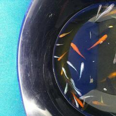 メダカミックス飼育セット