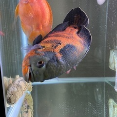熱帯魚　