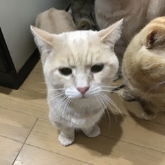 マンチカン(ベージュ)里親募集　交渉中